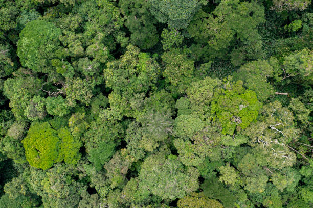 istock Aerial view of a green rainforest foliage, Congo Basin 1314088207