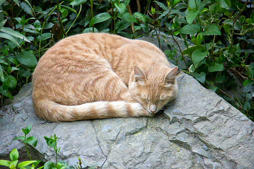 sleeping cat tired in Spring flowers trees and nature istanbul küçükçekmece halkali