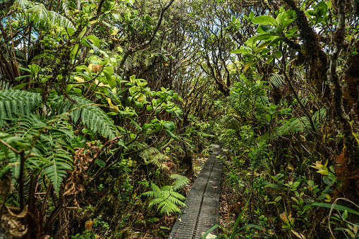 Mount Kaala Trail is a 7.1 mile heavily trafficked out and back trail located near Waianae, Oahu, Hawaii that features beautiful wild flowers and is rated as difficult. The trail is primarily used for hiking, walking, and bird watching and is accessible year-round.