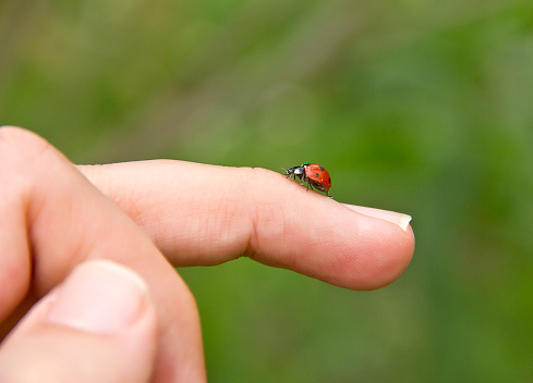 Ladybug just before flying away from fingertip