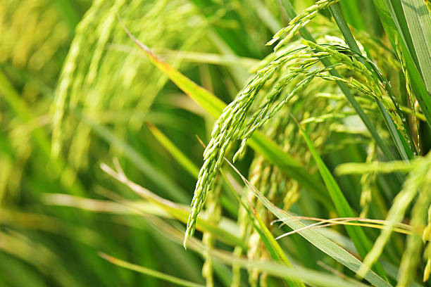 istock Close up of green paddy rice 131409188