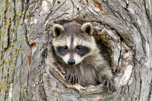 Young raccoon looking out from his den in a tree