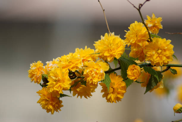 istock Japanese Kerria Flower 1314095011