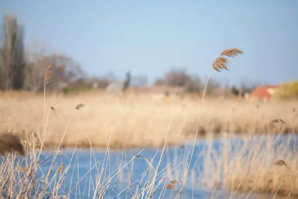 Picture of common reed in a lake of Europe. Phragmites is a genus of four species of large perennial reed grasses found in wetlands throughout temperate and tropical regions of the world.