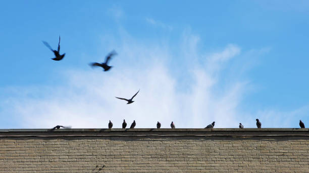 istock Row of pigeons on building's edge taking flight against a blue Springtime sky 1314096534