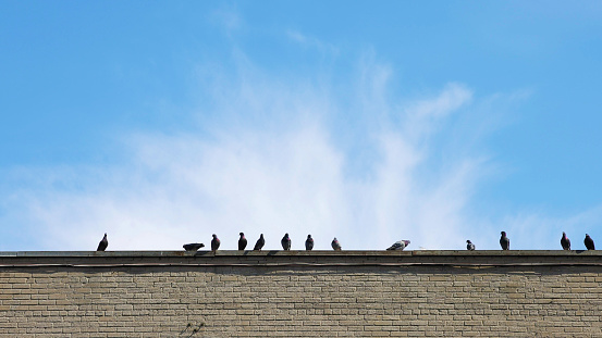 Row of pigeons on building's edge against a blue Springtime sky.