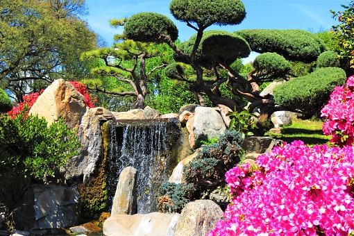 Landscape of waterfall, flowering trees and bonsai  in public park in Palermo district in Buenos Aires city. Japanese Garden in capital city. Argentina.