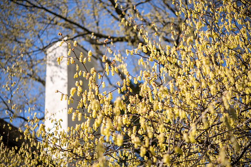 Tree in early Spring