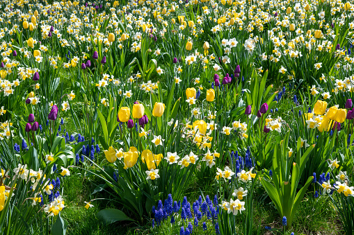 fresh spring lawn with green grass and spring flowers, retro toned