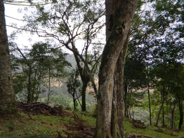 istock Santa Catarina landscapes 1314108787