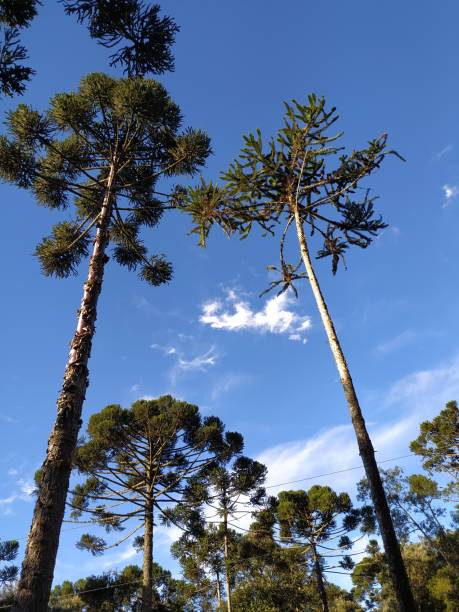 istock Santa Catarina landscapes 1314108818