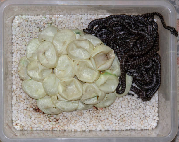 Python Eggs and Hatchlings Eggs and Hatchlings of Australian Inland Carpet Snake morelia bredli photos stock pictures, royalty-free photos & images