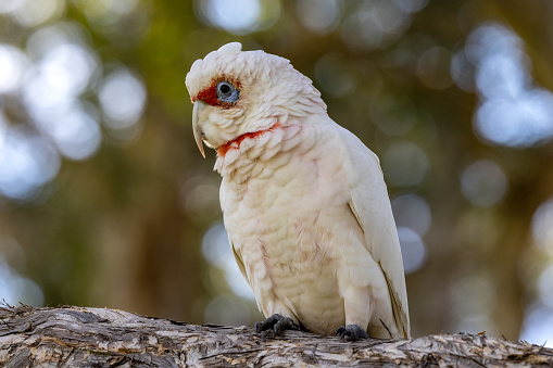 Long-billed Corella perched on tree branch