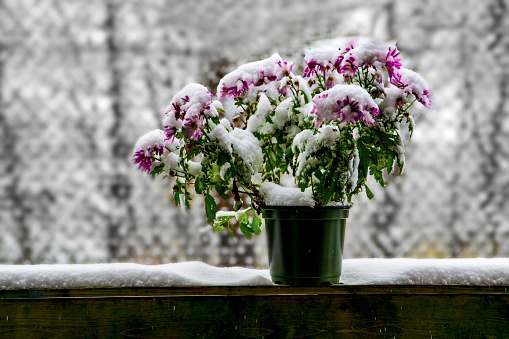 Very beautiful and cinematic image of A snow covered flower pot