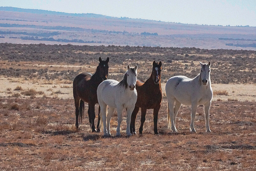 Horses of the Onaqui Wild Horse Herd in Utah, U.S..