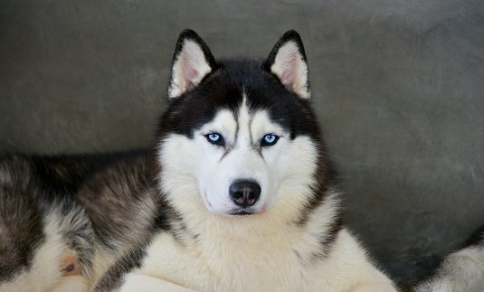 Siberian Husky blue face wolf nature winter