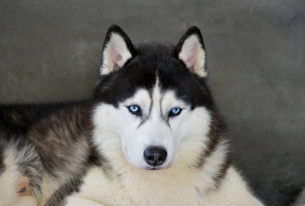 Siberian Husky blue face wolf nature winter