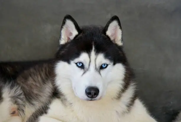 Photo of Siberian Husky blue face wolf nature winter