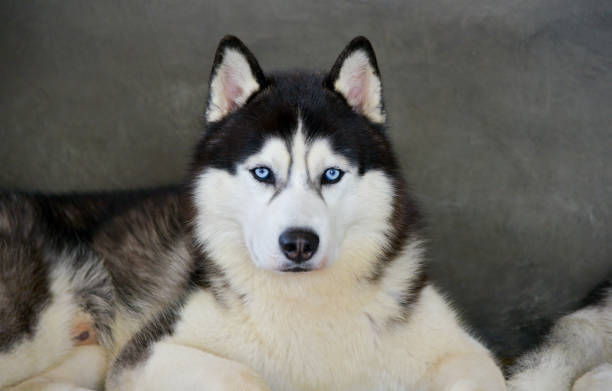 istock Siberian Husky blue face wolf nature winter 1314112886