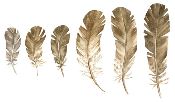 istock Set of isolated watercolor element. Bird feather. The print is used for packaging design, fabric. 1314116694