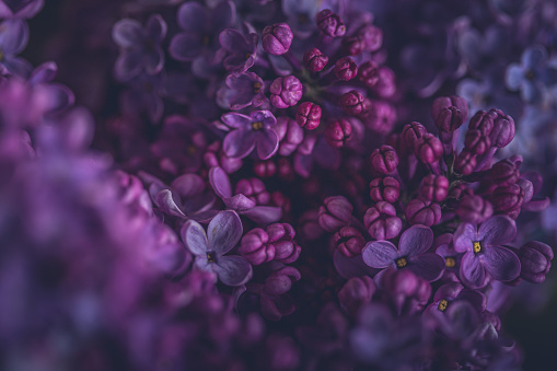 Closeup Of Lilac Blossoms