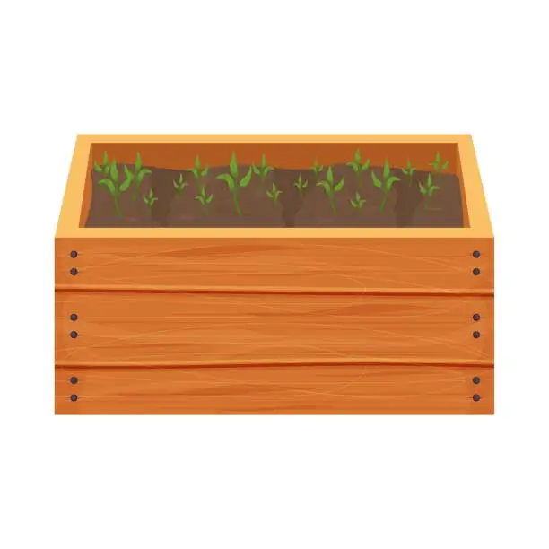Vector illustration of Wooden box, crate with soil, ground and greenery sprouts, seedling in cartoon style isolated on white background. Greenhouse, spring, agriculture concept.