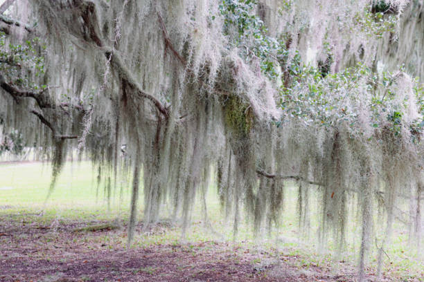 istock soft foliage of spanish moss 1314124769