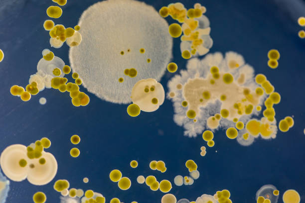hintergründe der eigenschaften und unterschiedlich geformte kolonie von bakterien und schimmel, die auf agarplatten aus bodenproben für die ausbildung im mikrobiologie-labor wachsen. - mikroorganismus stock-fotos und bilder
