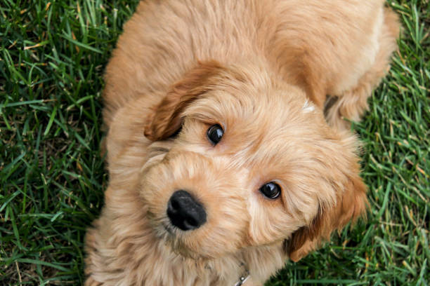 Multigen Goldendoodle Multigen Goldendoodle goldendoodle stock pictures, royalty-free photos & images