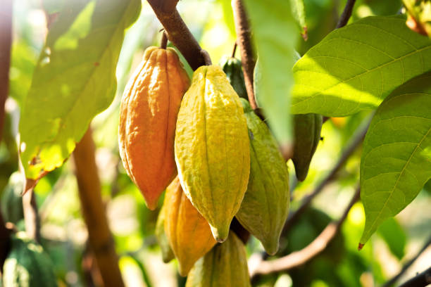 istock Cacao tree with cacao pods in a organic farm. 1314126959