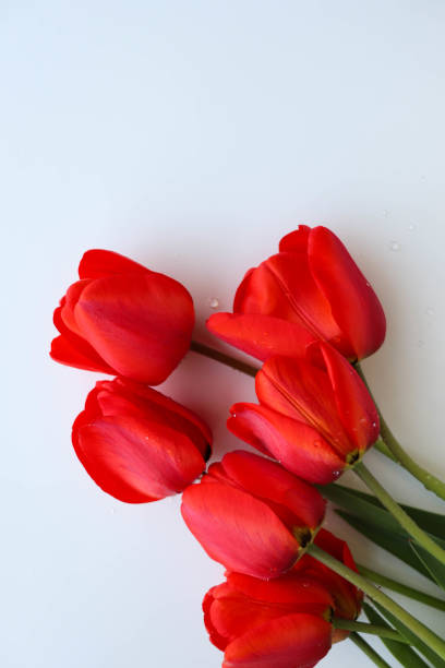 istock bouquet of tulips on white background 1314127167