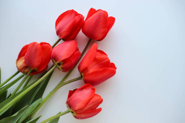 istock bouquet of tulips on white background 1314127189