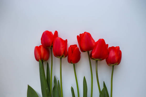 istock bouquet of tulips on white background 1314127203