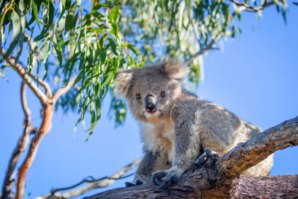 coala (phascolarctos cinereus) - koala bear animals in the wild perching - fotografias e filmes do acervo