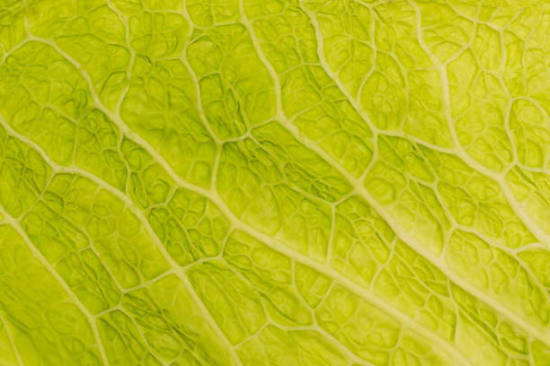 istock A savoy cabbage leaf texture with close up detail on veins 1314128124