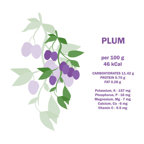Vitamins, minerals and calorie content. Information about nutrition facts plum fruit. Conceptual healthy nutrition card. Infographic card about calories of plum 100g. Vitamins, minerals and calorie content. Vector flat healthy food concept. Information about nutrition facts plum fruit. Conceptual healthy nutrition card. plum tree stock illustrations