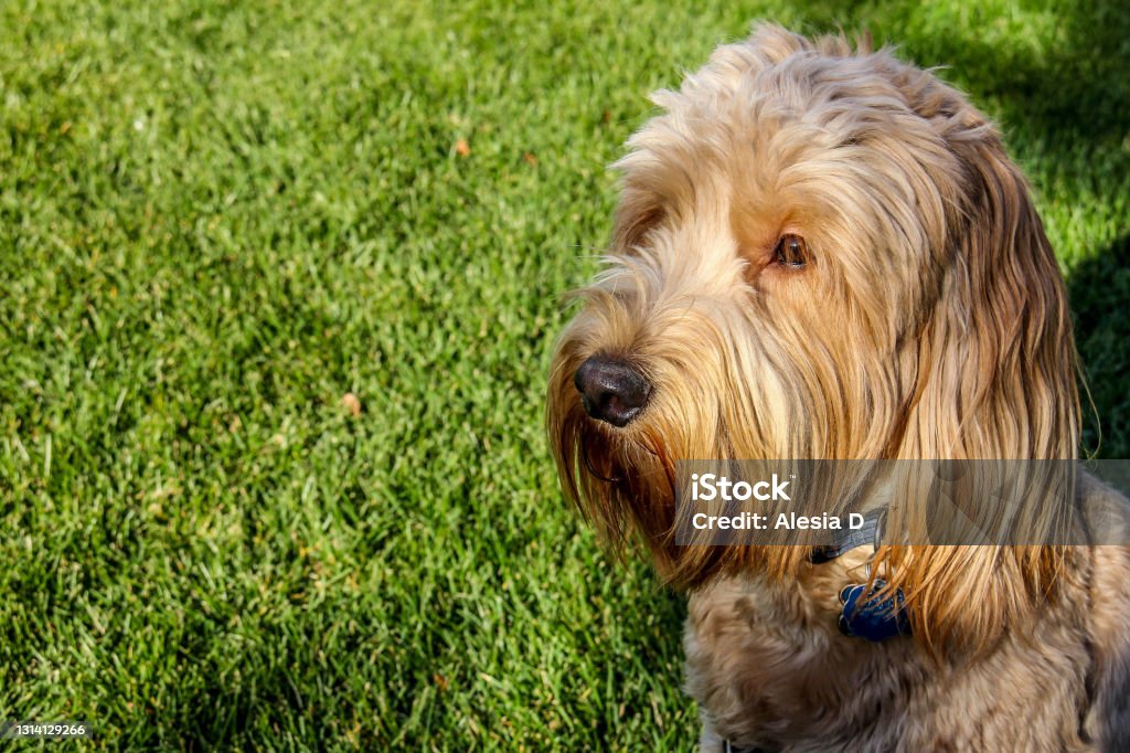 Multigen Goldendoodle Animal Stock Photo