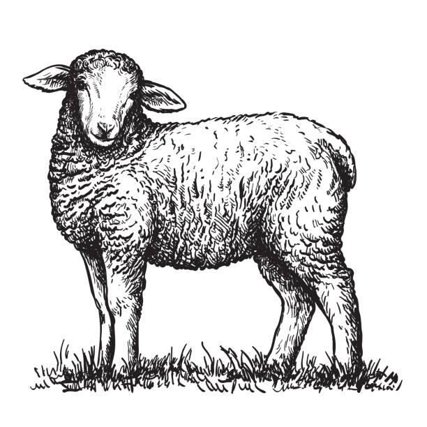 schafzucht. ein junges lamm weidet auf der wiese. vektor-illustration isoliert auf weißem hintergrund - lamb stock-grafiken, -clipart, -cartoons und -symbole