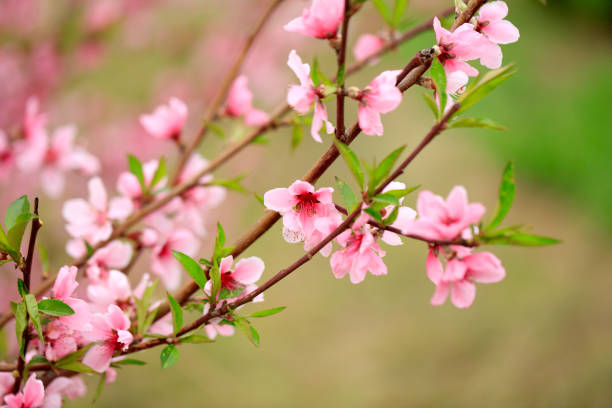 istock the plum trees bloom, Peach blossoms in bloom 1314130923