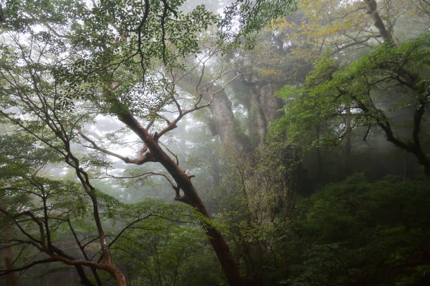 istock Johmon-Sugi in deep cedar forest of Yakushima, Japan 1314132221