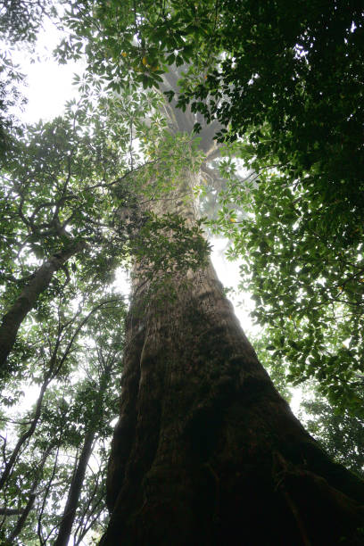 istock Deep cedar forest of Yakushima, Japan 1314133267