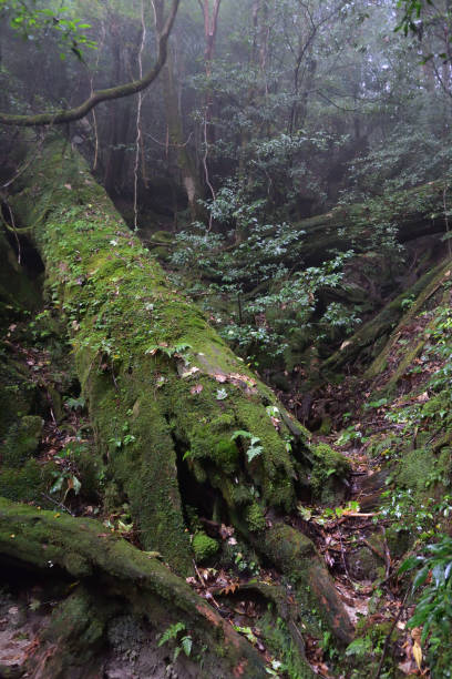 istock Deep cedar forest of Yakushima, Japan 1314133285
