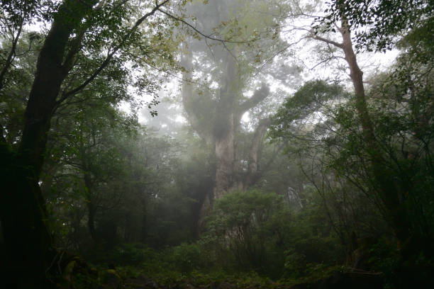 istock Deep cedar forest of Yakushima, Japan 1314133287
