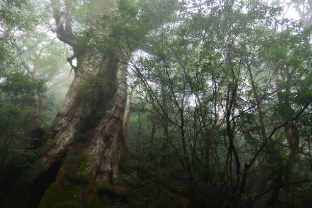 istock Deep cedar forest of Yakushima, Japan 1314133330