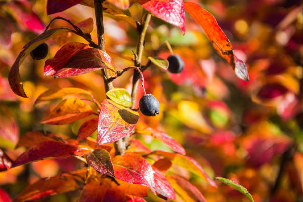 istock Cotoneaster shiny with red leaves and black berries 1314133426