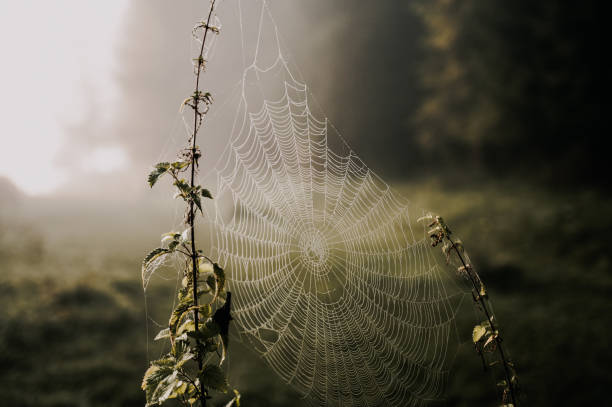 istock Sprider web. Sunrise in the field covered fogs.  Close up fragile spider web with water drops. 1314133681