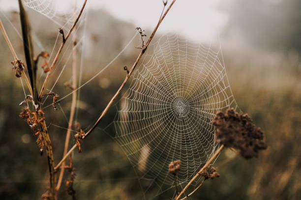 istock Sprider web. Sunrise in the field covered fogs.  Close up fragile spider web with water drops. 1314133687