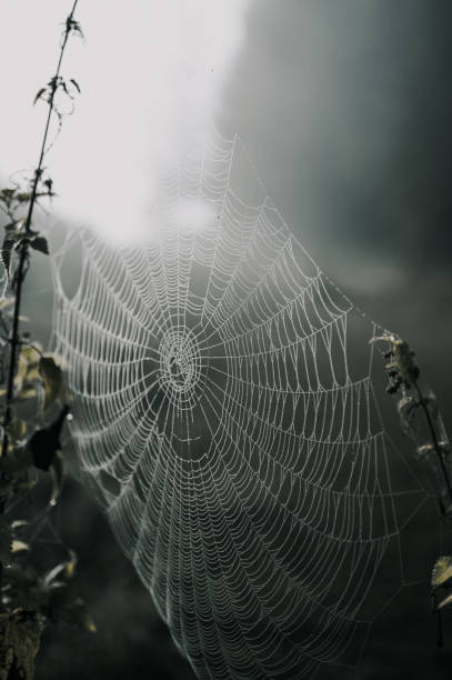 istock Sprider web. Sunrise in the field covered fogs.  Close up fragile spider web with water drops. 1314133688