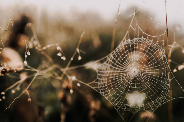 istock Sprider web. Sunrise in the field covered fogs.  Close up fragile spider web with water drops. 1314133706