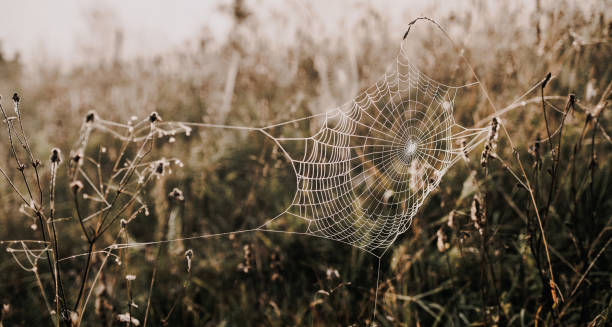 istock Sprider web. Sunrise in the field covered fogs.  Close up fragile spider web with water drops. 1314133707